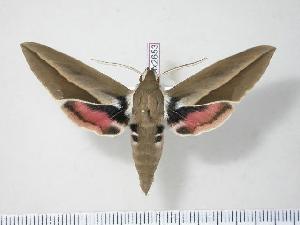  ( - BC-Hax2653)  @14 [ ] Copyright (2010) Jean Haxaire Research Collection of Jean Haxaire