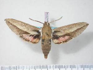  ( - BC-Hax2654)  @13 [ ] Copyright (2010) Jean Haxaire Research Collection of Jean Haxaire