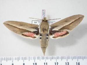  ( - BC-Hax2657)  @14 [ ] Copyright (2010) Jean Haxaire Research Collection of Jean Haxaire