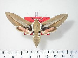  ( - BC-Hax2658)  @13 [ ] Copyright (2010) Jean Haxaire Research Collection of Jean Haxaire