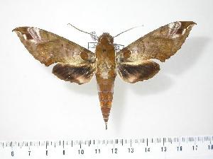  (Cechenena helops papuana - BC-Hax2938)  @14 [ ] Copyright (2010) Jean Haxaire Research Collection of Jean Haxaire