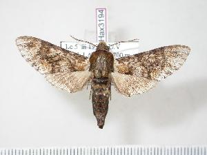  ( - BC-Hax3194)  @14 [ ] Copyright (2010) Jean Haxaire Research Collection of Jean Haxaire