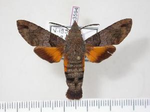  (Macroglossum affictitia - BC-Hax3594)  @15 [ ] Copyright (2010) Jean Haxaire Research Collection of Jean Haxaire