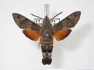  (Macroglossum gyrans - BC-Hax3599)  @14 [ ] Copyright (2010) Jean Haxaire Research Collection of Jean Haxaire