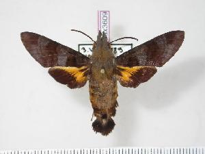  (Macroglossum glaucoptera - BC-Hax3609)  @14 [ ] Copyright (2010) Jean Haxaire Research Collection of Jean Haxaire