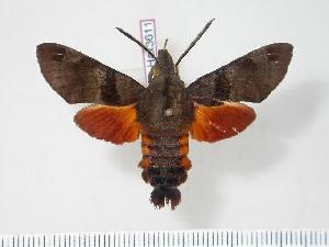  (Macroglossum milvus - BC-Hax3611)  @14 [ ] Copyright (2010) Jean Haxaire Research Collection of Jean Haxaire