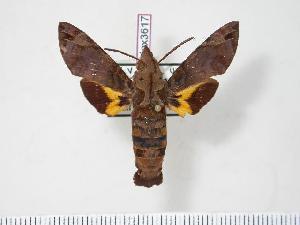  (Macroglossum aquila - BC-Hax3617)  @14 [ ] Copyright (2010) Jean Haxaire Research Collection of Jean Haxaire