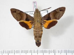  (Macroglossum variegatum - BC-Hax3618)  @14 [ ] Copyright (2010) Jean Haxaire Research Collection of Jean Haxaire