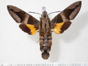  (Macroglossum mitchellii imperator - BC-Hax3628)  @15 [ ] Copyright (2010) Jean Haxaire Research Collection of Jean Haxaire