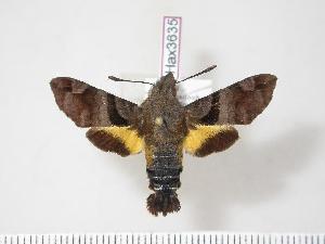  (Macroglossum nycteris - BC-Hax3635)  @15 [ ] Copyright (2010) Jean Haxaire Research Collection of Jean Haxaire
