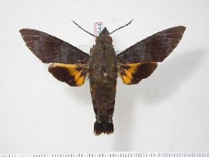  ( - BC-Hax3644)  @14 [ ] Copyright (2010) Jean Haxaire Research Collection of Jean Haxaire