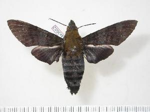  (Macroglossum tenebrosa - BC-Hax3652)  @14 [ ] Copyright (2010) Jean Haxaire Research Collection of Jean Haxaire