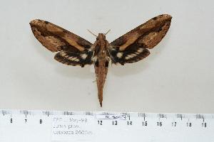  (Xylophanes lamontagnei lamontagnei - BC-Hax4174)  @15 [ ] Copyright (2010) Jean Haxaire Research Collection of Jean Haxaire