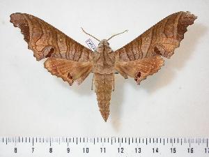  ( - BC-Hax3944)  @14 [ ] Copyright (2010) Jean Haxaire Research Collection of Jean Haxaire