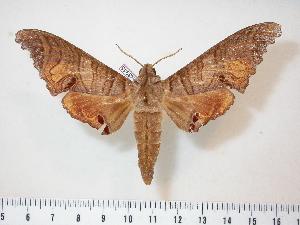  ( - BC-Hax3945)  @14 [ ] Copyright (2010) Jean Haxaire Research Collection of Jean Haxaire