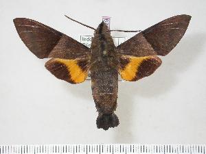  (Macroglossum hemichroma - BC-Hax4029)  @14 [ ] Copyright (2010) Jean Haxaire Research Collection of Jean Haxaire