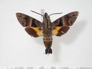  (Macroglossum reithi - BC-Hax4037)  @14 [ ] Copyright (2010) Jean Haxaire Research Collection of Jean Haxaire