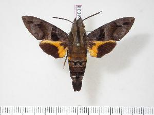  (Macroglossum divergens - BC-Hax4038)  @15 [ ] Copyright (2010) Jean Haxaire Research Collection of Jean Haxaire