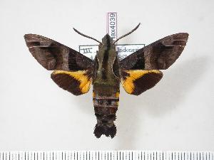  (Macroglossum divergens - BC-Hax4039)  @15 [ ] Copyright (2010) Jean Haxaire Research Collection of Jean Haxaire