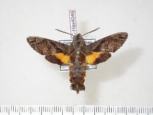  (Macroglossum fritzei - BC-Hax4046)  @14 [ ] Copyright (2010) Jean Haxaire Research Collection of Jean Haxaire