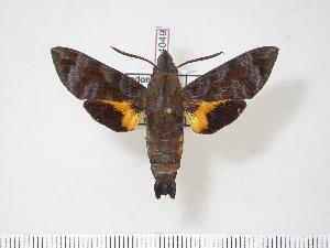  (Macroglossum nemesis - BC-Hax4049)  @15 [ ] Copyright (2010) Jean Haxaire Research Collection of Jean Haxaire