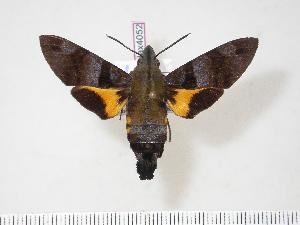  (Macroglossum arimasi - BC-Hax4052)  @15 [ ] Copyright (2010) Jean Haxaire Research Collection of Jean Haxaire