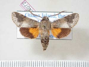  (Cautethia noctuiformis bredini - BC-Hax4072)  @14 [ ] Copyright (2010) Jean Haxaire Research Collection of Jean Haxaire