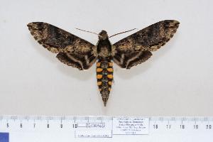  ( - BC-Hax4203)  @14 [ ] Copyright (2010) Jean Haxaire Research Collection of Jean Haxaire