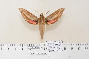  ( - BC-Hax4324)  @14 [ ] Copyright (2010) Jean Haxaire Research Collection of Jean Haxaire