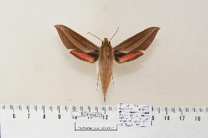  ( - BC-Hax4328)  @14 [ ] Copyright (2010) Jean Haxaire Research Collection of Jean Haxaire