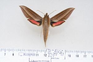  ( - BC-Hax4423)  @14 [ ] Copyright (2010) Jean Haxaire Research Collection of Jean Haxaire