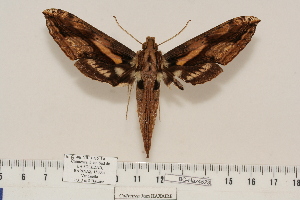  ( - BC-Hax4523)  @15 [ ] Copyright (2010) Jean Haxaire Research Collection of Jean Haxaire