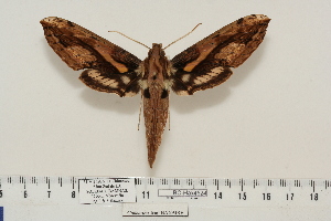  ( - BC-Hax4524)  @14 [ ] Copyright (2010) Jean Haxaire Research Collection of Jean Haxaire