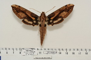  ( - BC-Hax4524)  @14 [ ] Copyright (2010) Jean Haxaire Research Collection of Jean Haxaire