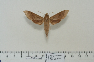  (Xylophanes porcus_spMex - BC-Hax4608)  @14 [ ] Copyright (2010) Jean Haxaire Research Collection of Jean Haxaire