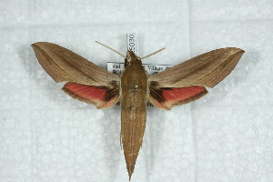  ( - BC-Hax5030)  @13 [ ] Copyright (2012) Jean Haxaire Research Collection of Jean Haxaire