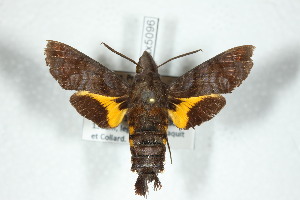  (Macroglossum neotroglodytus - BC-Hax5096)  @14 [ ] Copyright (2012) Jean Haxaire Research Collection of Jean Haxaire