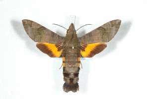  (Macroglossum belis - BC-Hax5101)  @15 [ ] Copyright (2012) Jean Haxaire Research Collection of Jean Haxaire