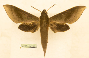  ( - BC-Hax5523)  @11 [ ] CC-by (2023) Jean Haxaire Research collection of Jean Haxaire