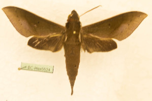  ( - BC-Hax5524)  @11 [ ] CC-by (2023) Jean Haxaire Research collection of Jean Haxaire