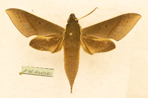  ( - BC-Hax5560)  @11 [ ] CC-by (2023) Jean Haxaire Research collection of Jean Haxaire