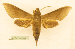  ( - BC-Hax5561)  @11 [ ] CC-by (2023) Jean Haxaire Research collection of Jean Haxaire