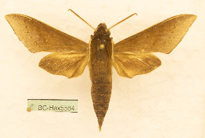  ( - BC-Hax5564)  @11 [ ] CC-by (2023) Jean Haxaire Research collection of Jean Haxaire