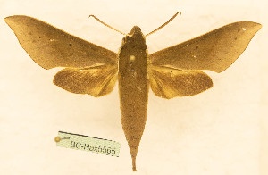  ( - BC-Hax5565)  @11 [ ] CC-by (2023) Jean Haxaire Research collection of Jean Haxaire