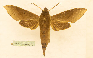  ( - BC-Hax5570)  @11 [ ] CC-by (2023) Jean Haxaire Research collection of Jean Haxaire