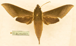  ( - BC-Hax5571)  @11 [ ] CC-by (2023) Jean Haxaire Research collection of Jean Haxaire