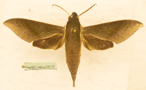  ( - BC-Hax5572)  @11 [ ] CC-by (2023) Jean Haxaire Research collection of Jean Haxaire