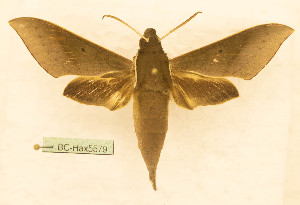  ( - BC-Hax5579)  @11 [ ] CC-by (2023) Jean Haxaire Research collection of Jean Haxaire
