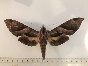  (Eumorpha zaplutus - BC-Hax5268)  @11 [ ] CreativeCommons - Attribution (2019) Rodolphe Rougerie Muséum national d'Histoire Naturelle, Paris