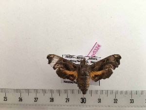  (Neogurelca sonorensis - BC-Hax5324)  @11 [ ] CreativeCommons - Attribution (2019) Rodolphe Rougerie Muséum national d'Histoire Naturelle, Paris